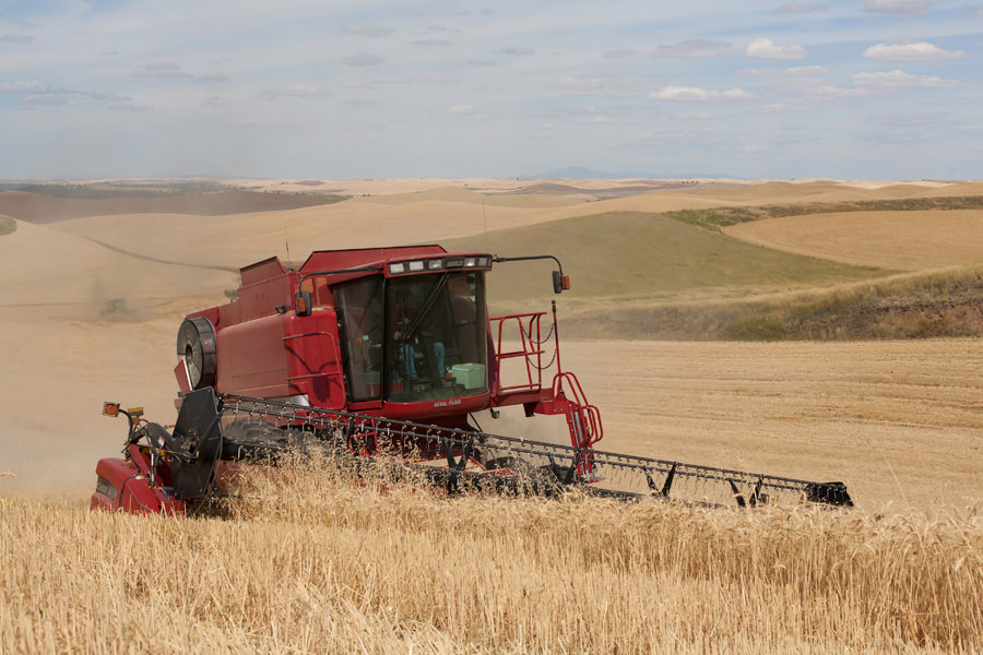 wheat farmer harvesting a field